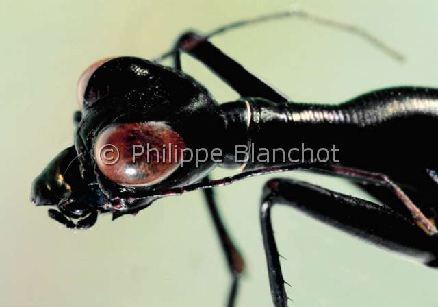 Derocrania scitiscabra.JPG - in "Portraits d'insectes" ed. SeuilDerocrania scitiscabraCicindeleTiger beetleColeopteraCicindelidaeSri Lanka